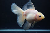 Thai Oranda  White 5.5 Inch (ID#1004Ry7a-2) Free2Day SHIPPING