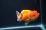 Juvenile Lionchu  Red White 3.5 Inch (ID#1227R11a-12) Free2Day SHIPPING