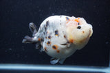 Jumbo Ranchu  Kirin 5 Inch (ID#1231R14a-107)