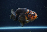 Juvenile Ranchu  Calico 3 Inch (ID#1220R9b-54) Free2Day SHIPPING