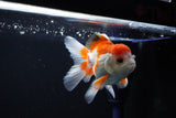 Juvenile Thai Oranda  Red WHite 3.5 Inch (ID#1112To13b-80) Free2Day SHIPPING