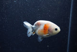 Baby Ranchu  Calico 3 Inch (ID#1206R9c-51) Free2Day SHIPPING