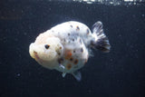 Jumbo Ranchu  Kirin 5 Inch (ID#1231R14a-107)