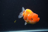 Juvenile Lionchu  Red White 3.5 Inch (ID#1227R11a-12) Free2Day SHIPPING