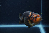 Juvenile Ranchu  Calico 3 Inch (ID#1220R9b-54) Free2Day SHIPPING