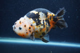 Milk Cow Ranchu  Calico 4.5 Inch (ID#401R10c-95) Free2Day SHIPPING