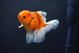 Thai Oranda  Calico 3.5 Inch (ID#1008ToPTA-33) Free2Day SHIPPING