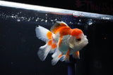 Juvenile Thai Oranda  Red WHite 3.5 Inch (ID#1112To13b-80) Free2Day SHIPPING