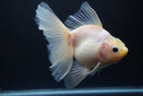 Thai Oranda  White 5.5 Inch (ID#1004Ry7a-2) Free2Day SHIPPING