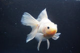 Thai Oranda  White 5.5 Inch (ID#1004Ry7a-2) Free2Day SHIPPING