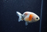 Baby Ranchu  Calico 3 Inch (ID#1206R9c-51) Free2Day SHIPPING