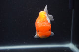 Juvenile Lionchu  Red White 3.5 Inch (ID#1227R11a-12) Free2Day SHIPPING