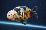 Milk Cow Ranchu  Calico 4.5 Inch (ID#401R10c-95) Free2Day SHIPPING