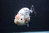 Jumbo Ranchu  Kirin 5 Inch (ID#1231R14a-107)