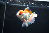 Juvenile Thai Oranda  Red WHite 3.5 Inch (ID#1112To13b-80) Free2Day SHIPPING