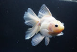 Thai Oranda  White 5.5 Inch (ID#1004Ry7a-2) Free2Day SHIPPING