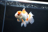 Juvenile Thai Oranda  Red WHite 3.5 Inch (ID#1112To13b-80) Free2Day SHIPPING