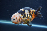 Milk Cow Ranchu  Calico 4.5 Inch (ID#401R10c-95) Free2Day SHIPPING