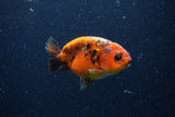 Juvenile Ranchu  Calico 3.5 Inch (ID#1220R9b-55) Free2Day SHIPPING