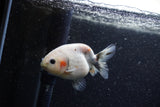 Baby Ranchu  Calico 3 Inch (ID#1206R9c-51) Free2Day SHIPPING