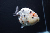 Jumbo Ranchu  Kirin 5 Inch (ID#1231R14a-107)