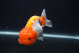 Juvenile Lionchu  Red White 3.5 Inch (ID#1227R11a-12) Free2Day SHIPPING