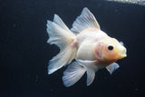 Thai Oranda  White 5.5 Inch (ID#1004Ry7a-2) Free2Day SHIPPING