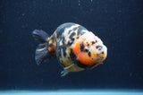 Milk Cow Ranchu  Calico 4.5 Inch (ID#401R10c-95) Free2Day SHIPPING