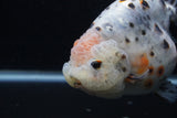 Jumbo Ranchu  Kirin 5 Inch (ID#1231R14a-107)