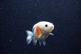 Baby Ranchu  Calico 3 Inch (ID#1206R9c-51) Free2Day SHIPPING