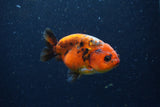 Juvenile Ranchu  Calico 3.5 Inch (ID#1220R9b-55) Free2Day SHIPPING