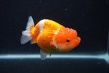 Juvenile Lionchu  Red White 3.5 Inch (ID#1227R11a-12) Free2Day SHIPPING