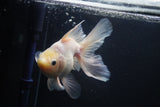 Thai Oranda  White 5.5 Inch (ID#1004Ry7a-2) Free2Day SHIPPING