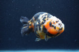 Milk Cow Ranchu  Calico 4.5 Inch (ID#401R10c-95) Free2Day SHIPPING