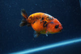 Juvenile Ranchu  Calico 3.5 Inch (ID#1220R9b-55) Free2Day SHIPPING