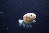 Baby Ranchu  Calico 3 Inch (ID#1206R9c-51) Free2Day SHIPPING