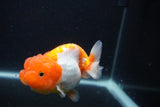 Juvenile Lionchu  Red White 3.5 Inch (ID#1227R11a-12) Free2Day SHIPPING