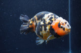 Milk Cow Ranchu  Calico 4.5 Inch (ID#401R10c-95) Free2Day SHIPPING