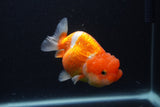 Juvenile Lionchu  Red White 3.5 Inch (ID#1227R11a-12) Free2Day SHIPPING