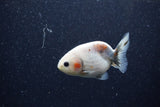 Baby Ranchu  Calico 3 Inch (ID#1206R9c-51) Free2Day SHIPPING