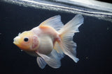 Thai Oranda  White 5.5 Inch (ID#1004Ry7a-2) Free2Day SHIPPING