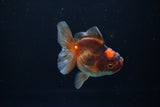 Juvenile Thai Oranda  Tricolor 3.5 Inch (ID#1112To13b-81) Free2Day SHIPPING