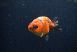 Juvenile Ranchu  Calico 3.5 Inch (ID#1220R9b-55) Free2Day SHIPPING