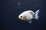 Baby Ranchu  Calico 3 Inch (ID#1206R9c-51) Free2Day SHIPPING