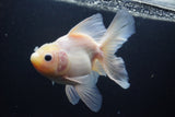 Thai Oranda  White 5.5 Inch (ID#1004Ry7a-2) Free2Day SHIPPING