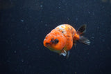 Juvenile Ranchu  Calico 3.5 Inch (ID#1220R9b-55) Free2Day SHIPPING