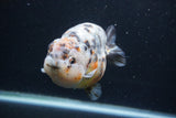 Jumbo Ranchu  Kirin 5 Inch (ID#1231R14a-108)