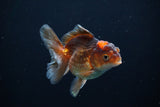 Juvenile Thai Oranda  Tricolor 3.5 Inch (ID#1112To13b-81) Free2Day SHIPPING