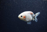 Baby Ranchu  Calico 3 Inch (ID#1206R9c-51) Free2Day SHIPPING