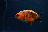 Juvenile Ranchu  Calico 3.5 Inch (ID#1220R9b-55) Free2Day SHIPPING